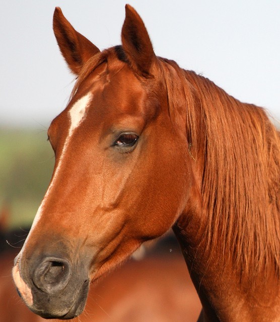 Hou je paard gezond met vaccinaties voor paarden