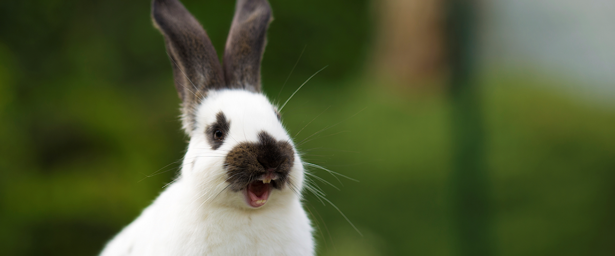 Tandheelkunde voor konijnen