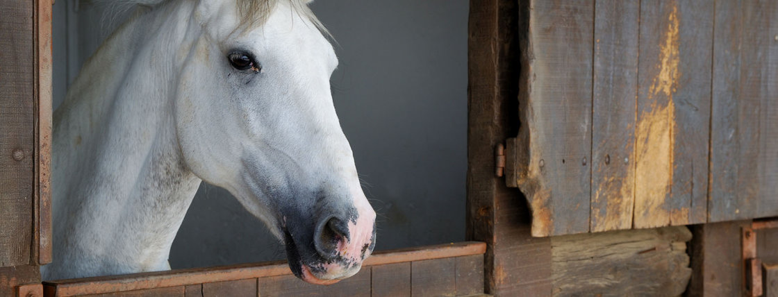 Tandheelkunde voor paarden