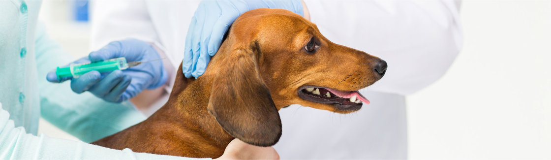 Vaccinatie voor je hond