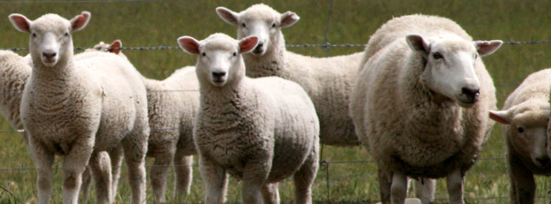 dierenarts schapen en geiten