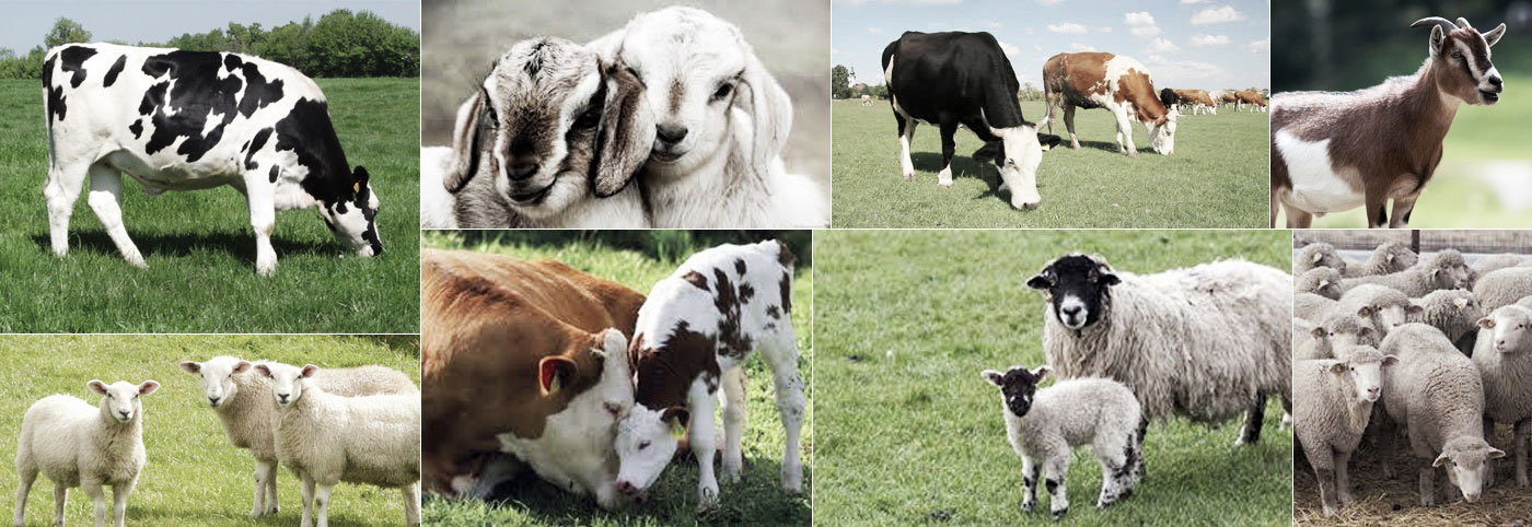 dierenarts voor landbouwhuisdieren, boerderijdieren, rundvee, koeien, schapen, geiten