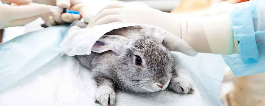 medisch onderzoek konijn