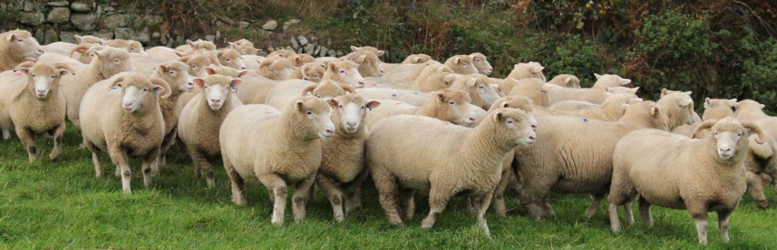 Vaccinatie voor schapen en geiten